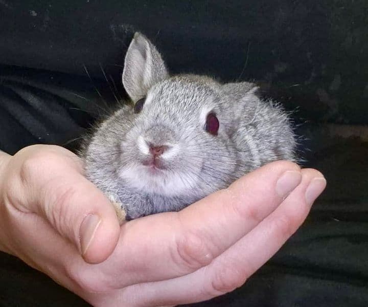 Foto von Unser kleines Babykaninchen ist ein Notfall