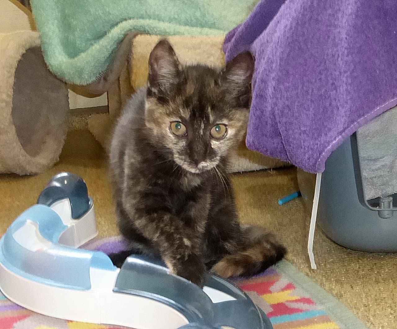 Foto von süße Glückskatze Minnie