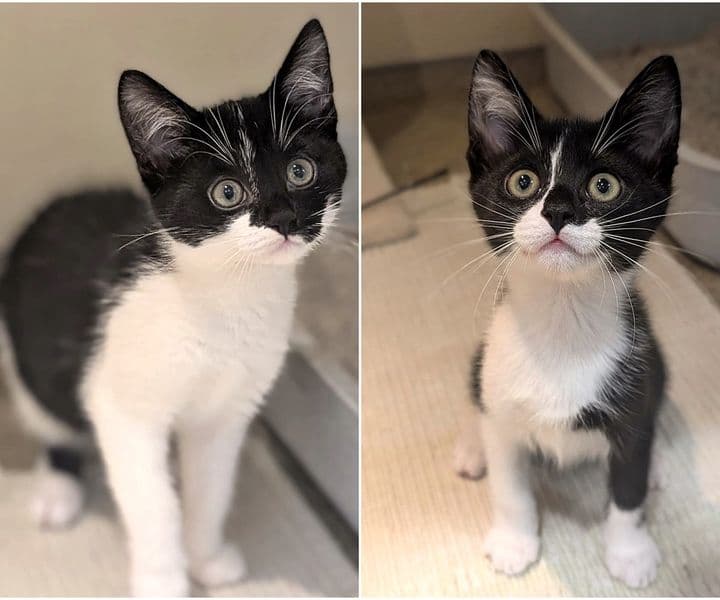 Foto von süßes Geschwisterpaar Mipha und Sidon