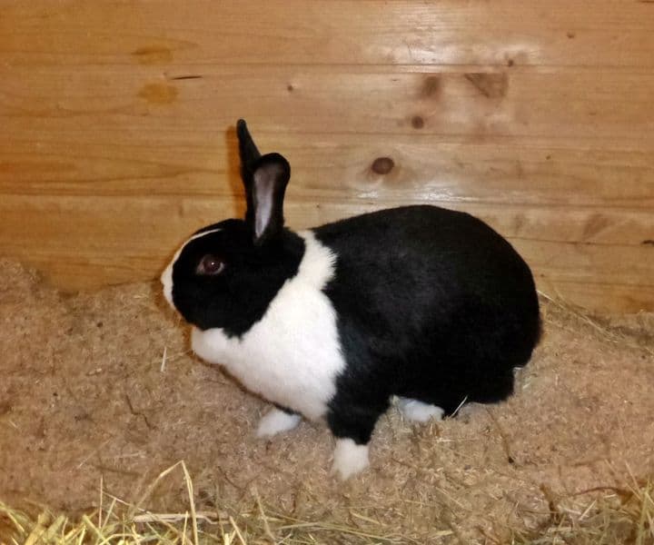 Foto von große freundliche Mirabelle