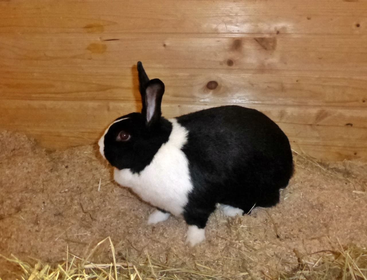 Foto von große freundliche Mirabelle