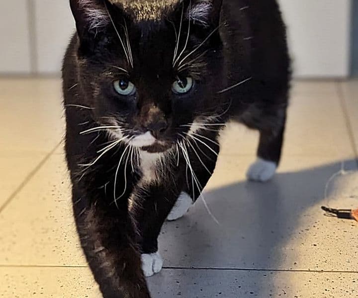 Foto von aufgeschlossener Mojo möchte sein eigenes Reich