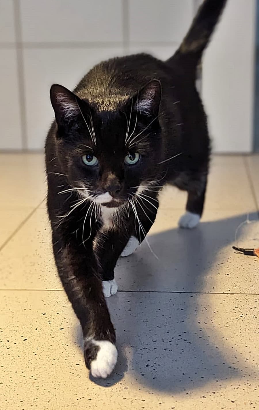 Foto von aufgeschlossener Mojo möchte sein eigenes Reich