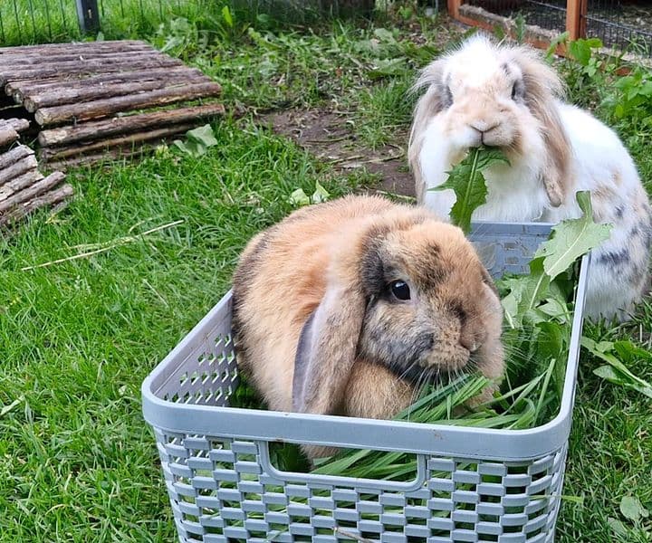 Molly und Krümel 9