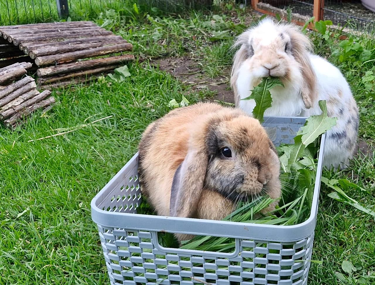 Molly und Krümel 9