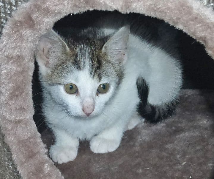 Foto von schüchterne kleine Molly
