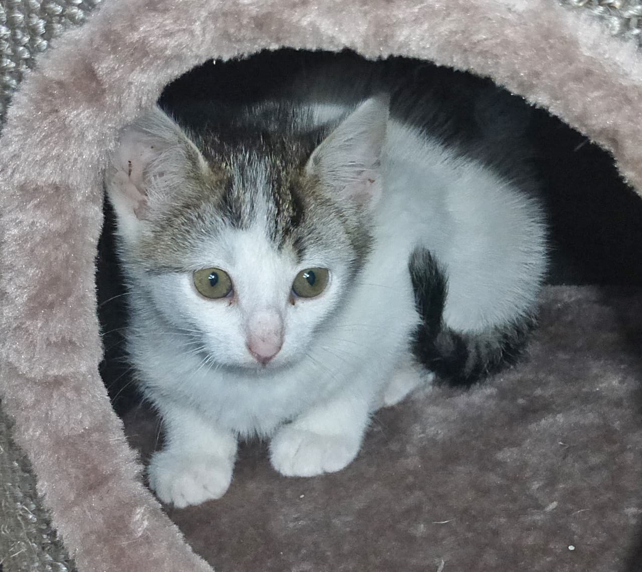 Foto von schüchterne kleine Molly