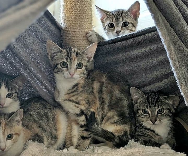 Foto von Molly, Ed, Hazel, Bravo und Amber sind Geschwister