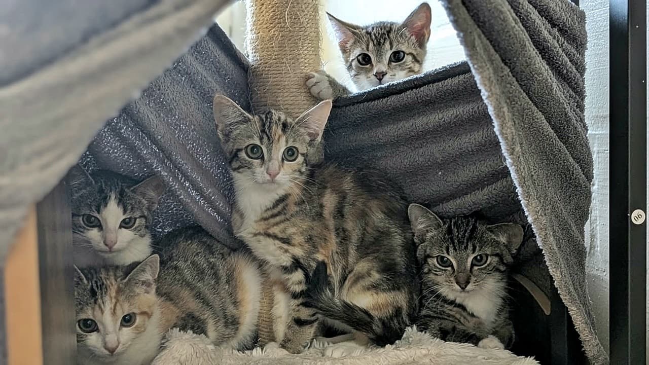 Foto von Molly, Ed, Hazel, Bravo und Amber sind Geschwister