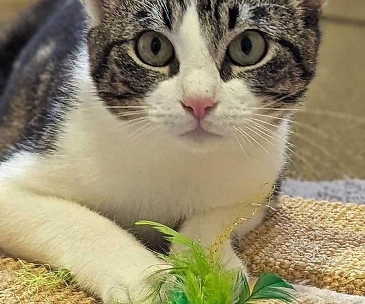 Foto von verspielter Mooly ist noch schüchtern (feliner Coronavirus-Träger)