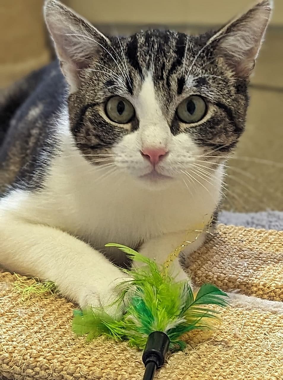 Foto von verspielter Mooly ist noch schüchtern (feliner Coronavirus-Träger)