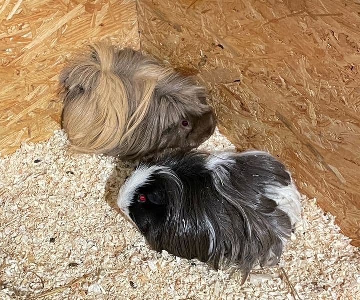 Foto von Moppsi und Wedelchen, zwei arme Kreaturen