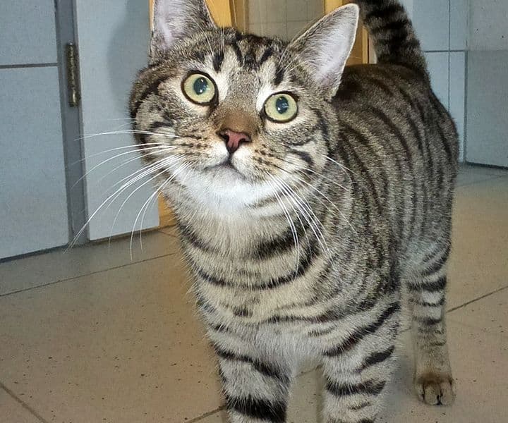 Foto von zutraulicher Moxxie (feliner Coronavirus-Träger)