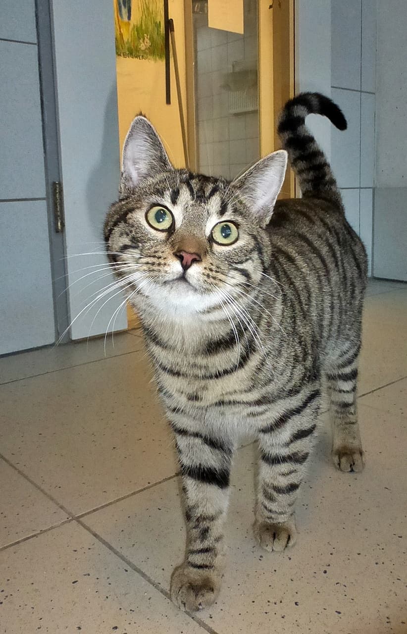 Foto von zutraulicher Moxxie (feliner Coronavirus-Träger)