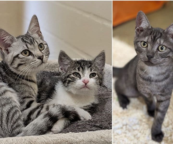 Foto von Spot, Mr. Pomperdu und Smokey sind ein tolles Trio