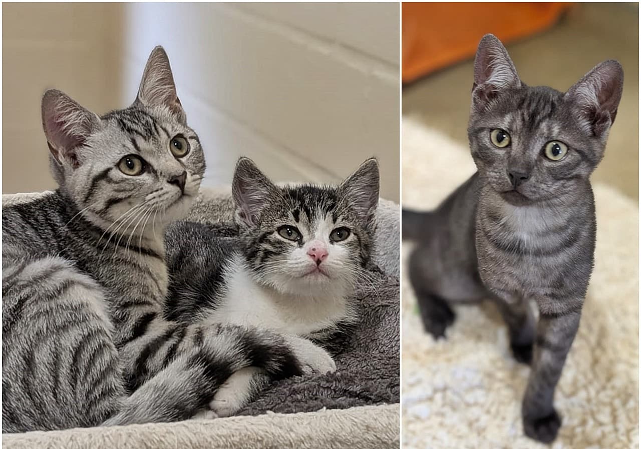 Foto von Spot, Mr. Pomperdu und Smokey sind ein tolles Trio