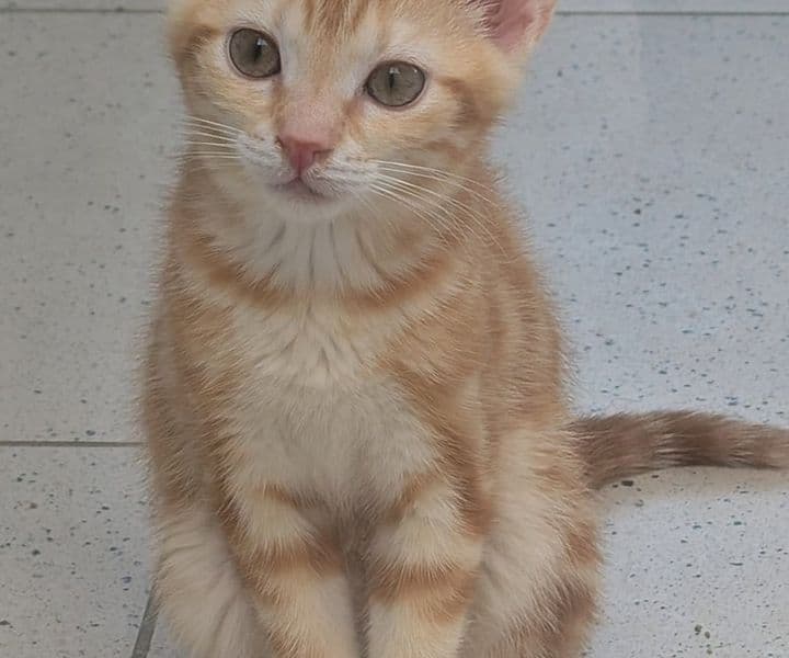 Foto von Mrs. Marvel, unsere kleine Fauchi
