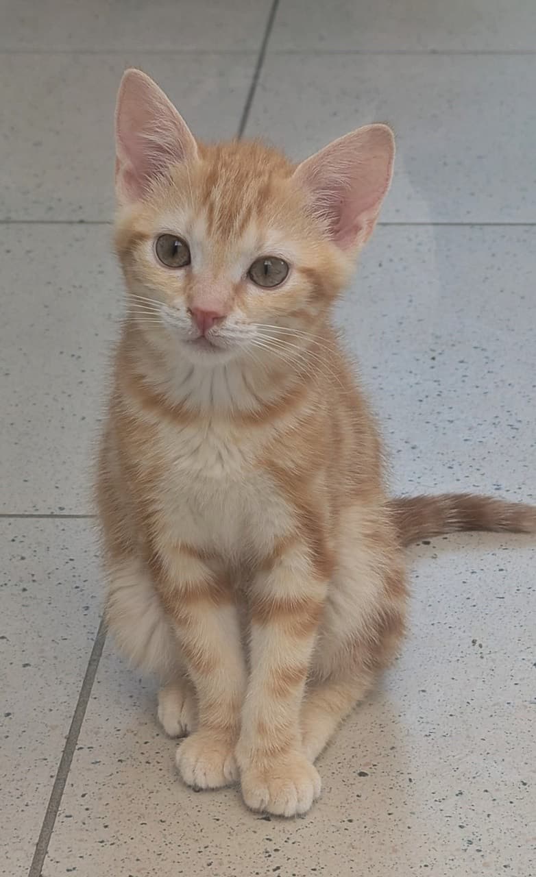 Foto von Mrs. Marvel, unsere kleine Fauchi