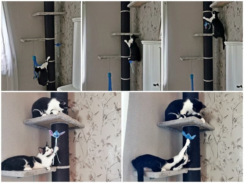 Muffin und Karla grüßen aus dem neuen Zuhause