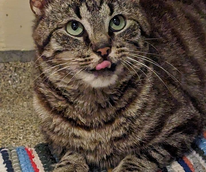 Foto von Munchkin, unser "Schlitzohr"