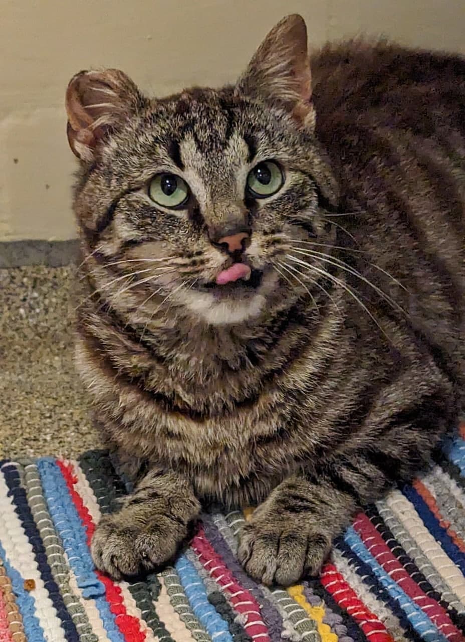 Foto von Munchkin, unser "Schlitzohr"