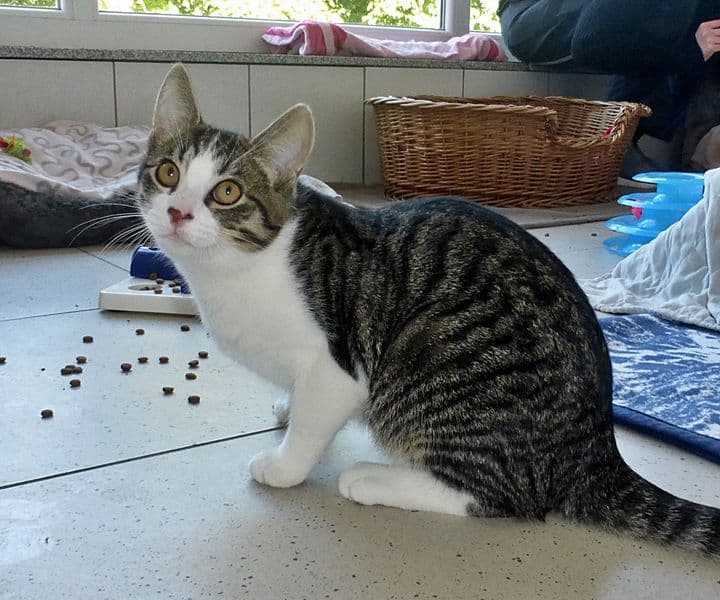 Foto von aufgeweckter Mycroft
