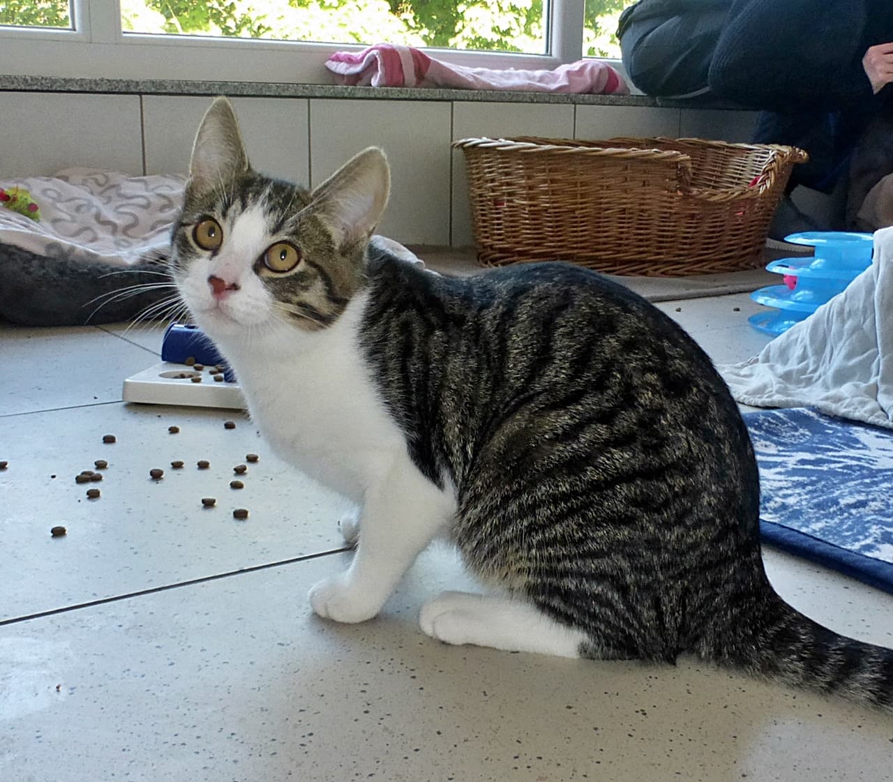 Foto von aufgeweckter Mycroft