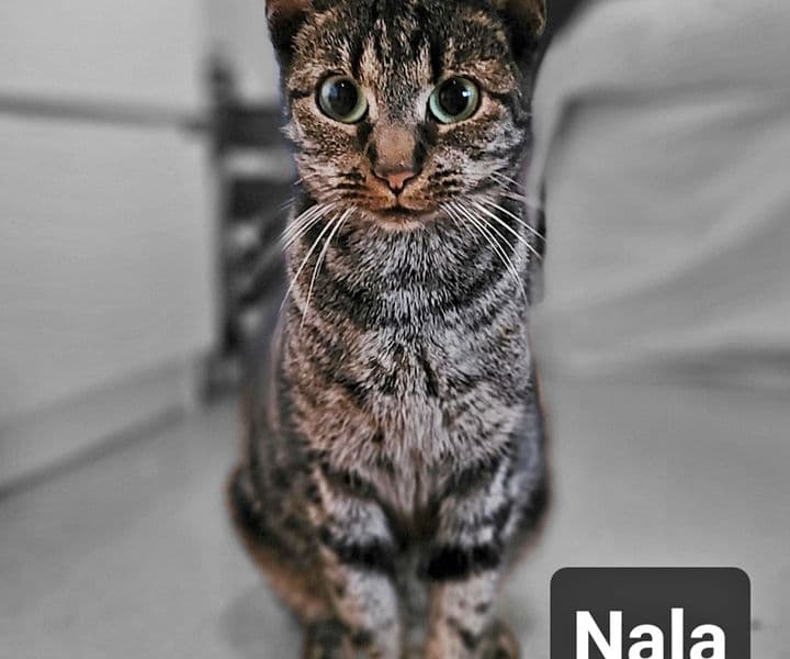 Foto von liebevolle Katzenmama Nala