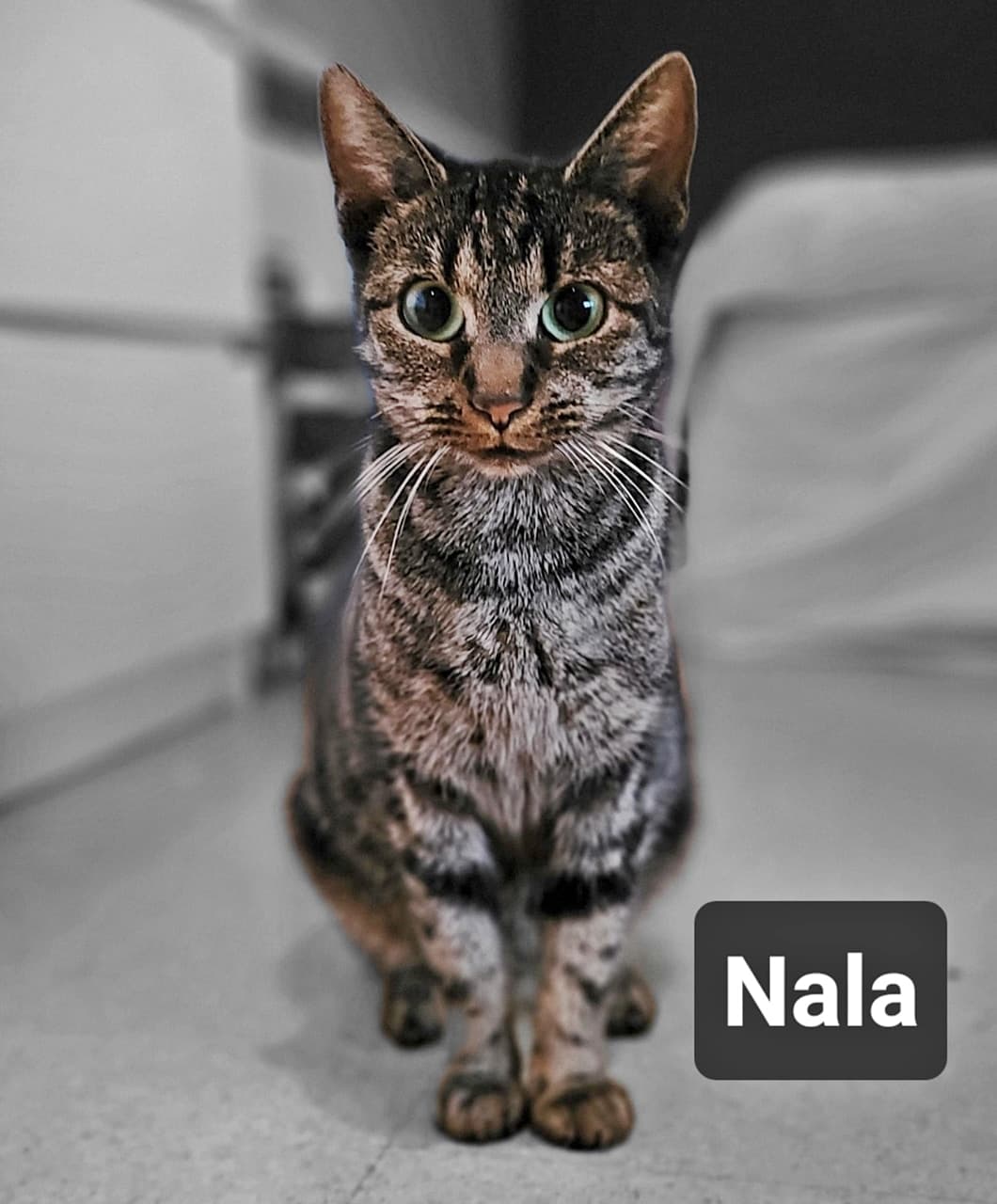 Foto von liebevolle Katzenmama Nala