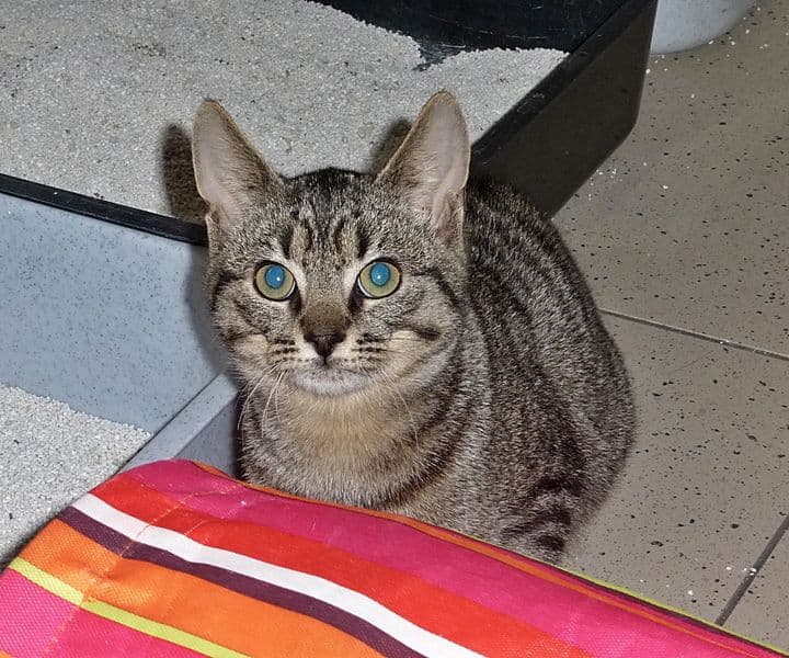 Foto von Tigerchen Nathan