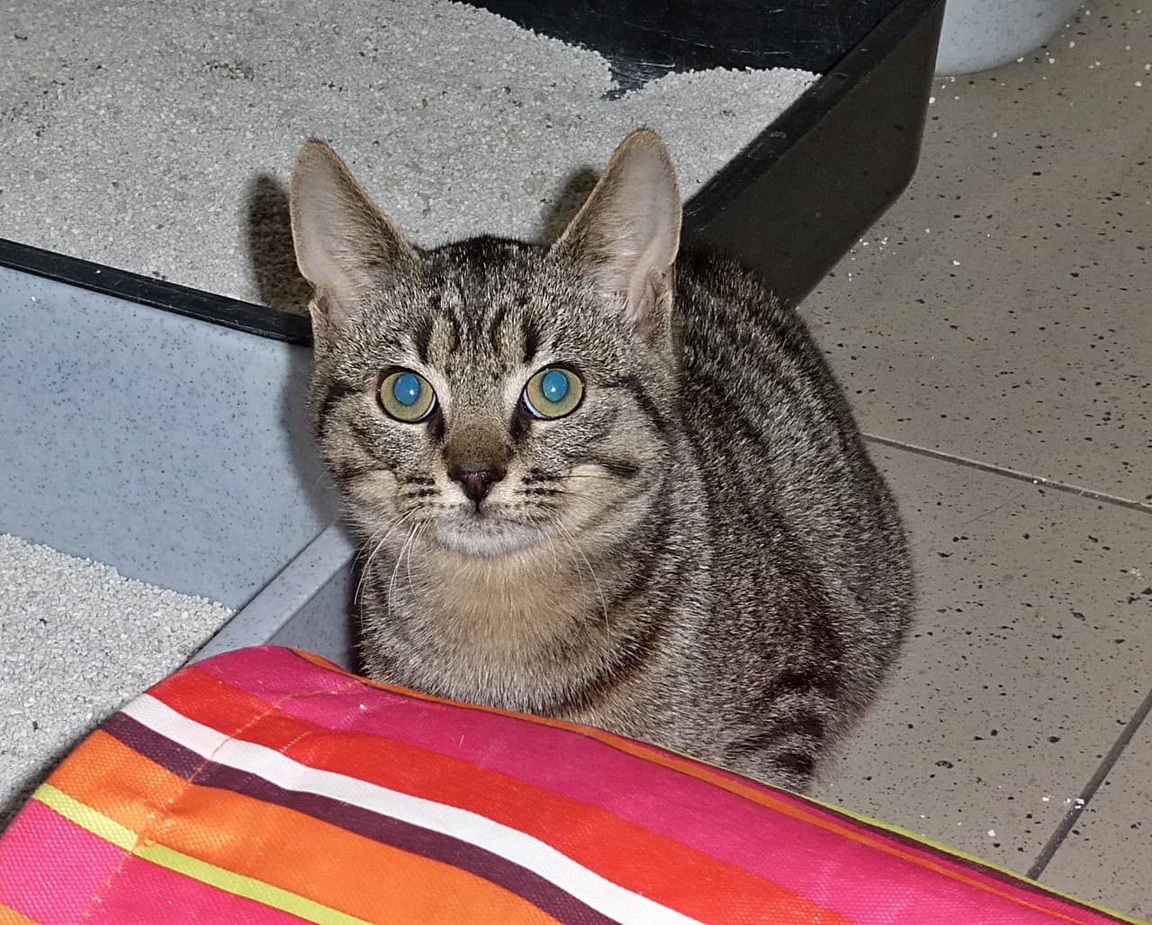Foto von Tigerchen Nathan