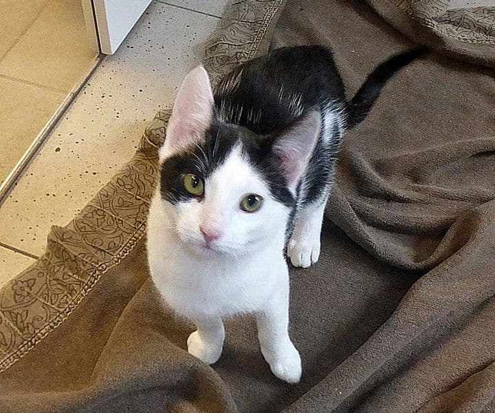 Foto von kleine Päpe Nestor