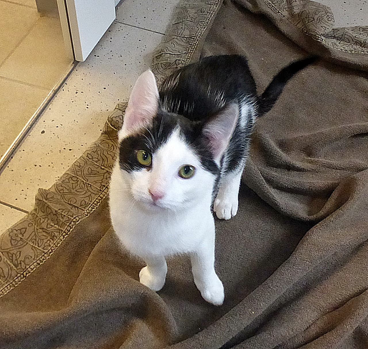 Foto von kleine Päpe Nestor