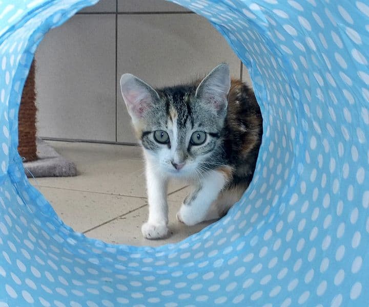 Foto von verschmustes Unfallopfer Nikki