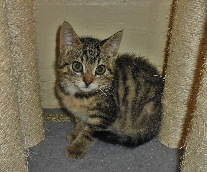 Foto von kleines Tigerchen Norris