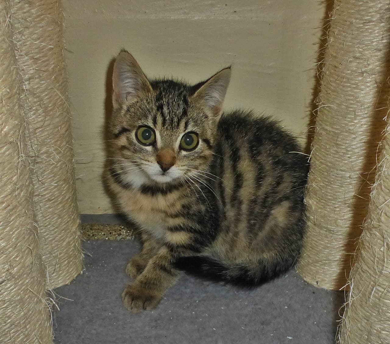 Foto von kleines Tigerchen Norris