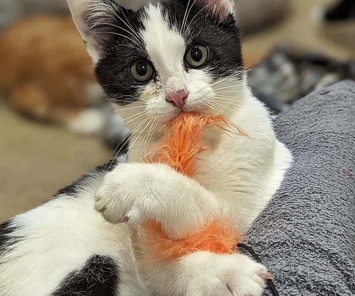 Foto von verspielter Jungkater Nuk