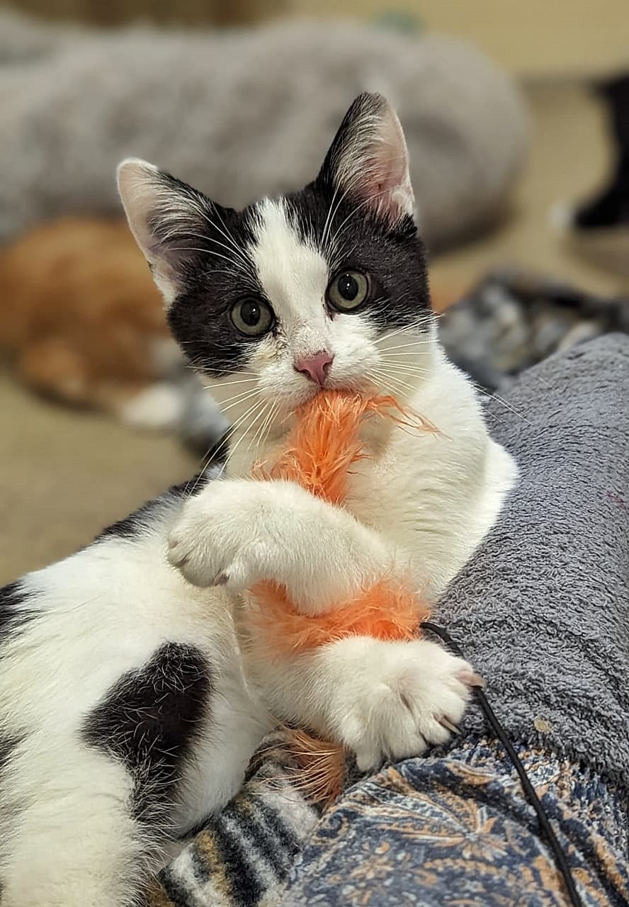 Foto von verspielter Jungkater Nuk