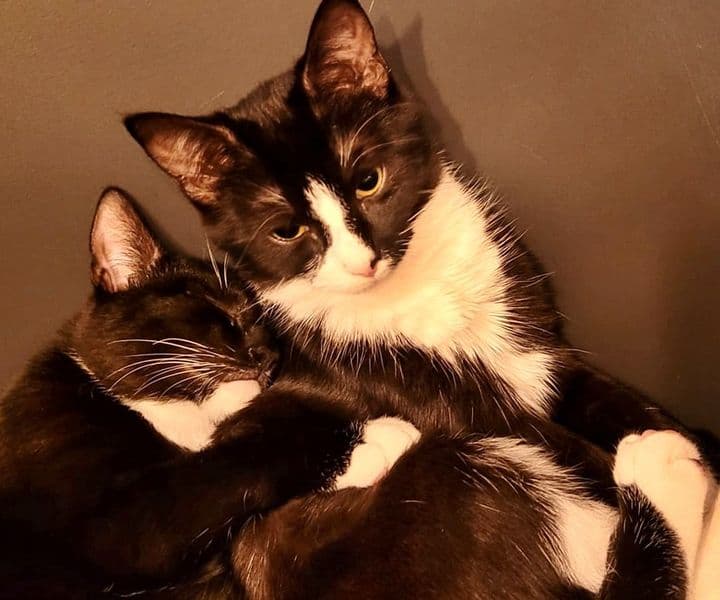 Foto von Nuknuk und Pupsi, unser Dreamteam (noch auf unserer Pflegestelle)