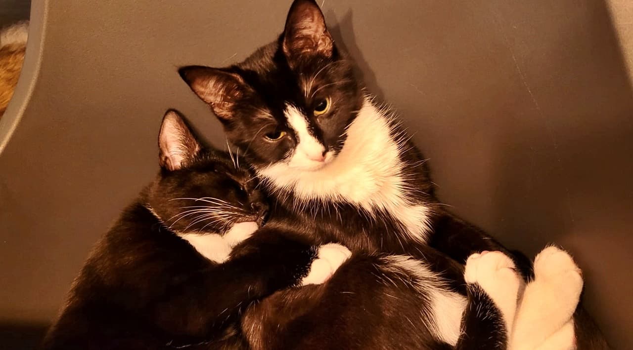 Foto von Nuknuk und Pupsi, unser Dreamteam (noch auf unserer Pflegestelle)
