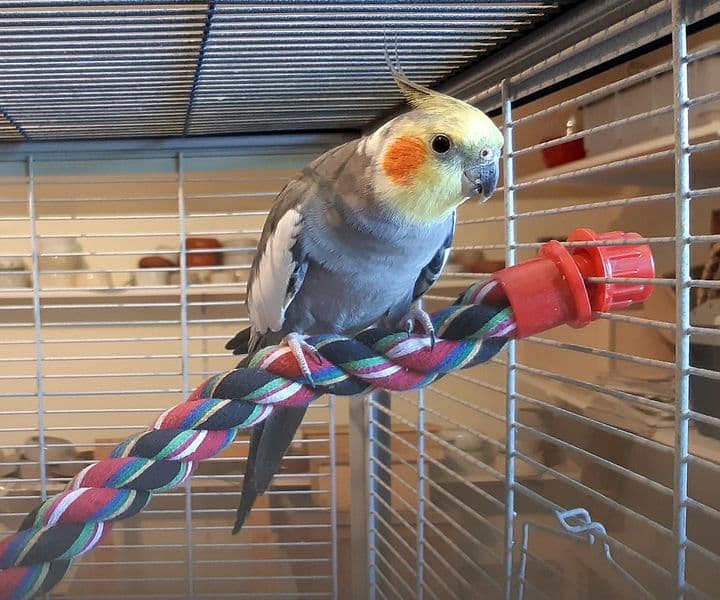 Foto von farbenfroher Nymphensittich Charly