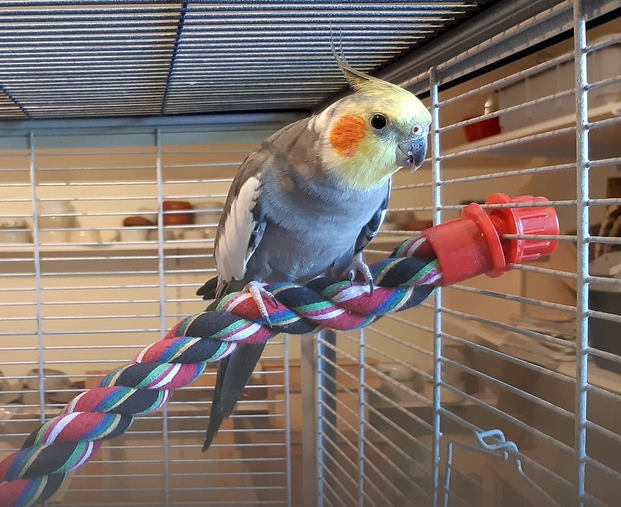 Foto von farbenfroher Nymphensittich Charly