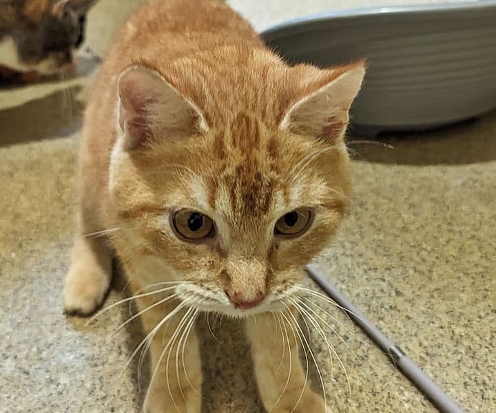 Foto von verspielter Oilie (feline Coronavirus-Trägerin)
