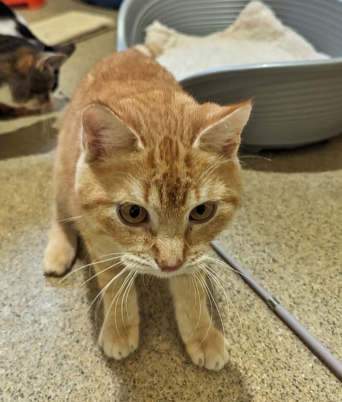 Foto von verspielter Oilie (feline Coronavirus-Trägerin)