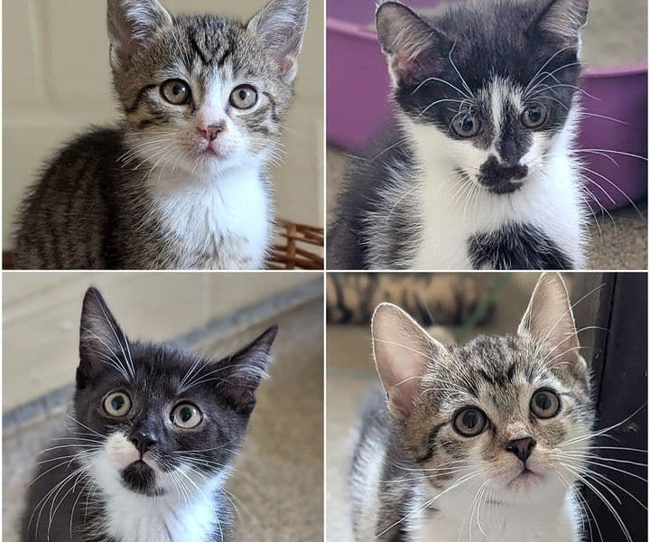 Foto von Leas Kinder Olec, Bolec, Tonja und Rasputin (paarweise Vermittlung, Olec und Bolec sind vermittelt, Tonja und Rasputin ebenfalls)