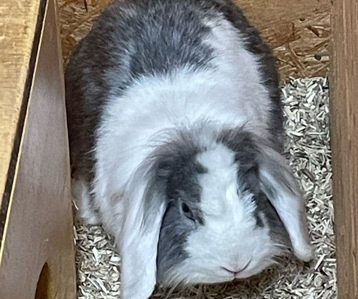 Foto von Liebe plüschige Ophelia