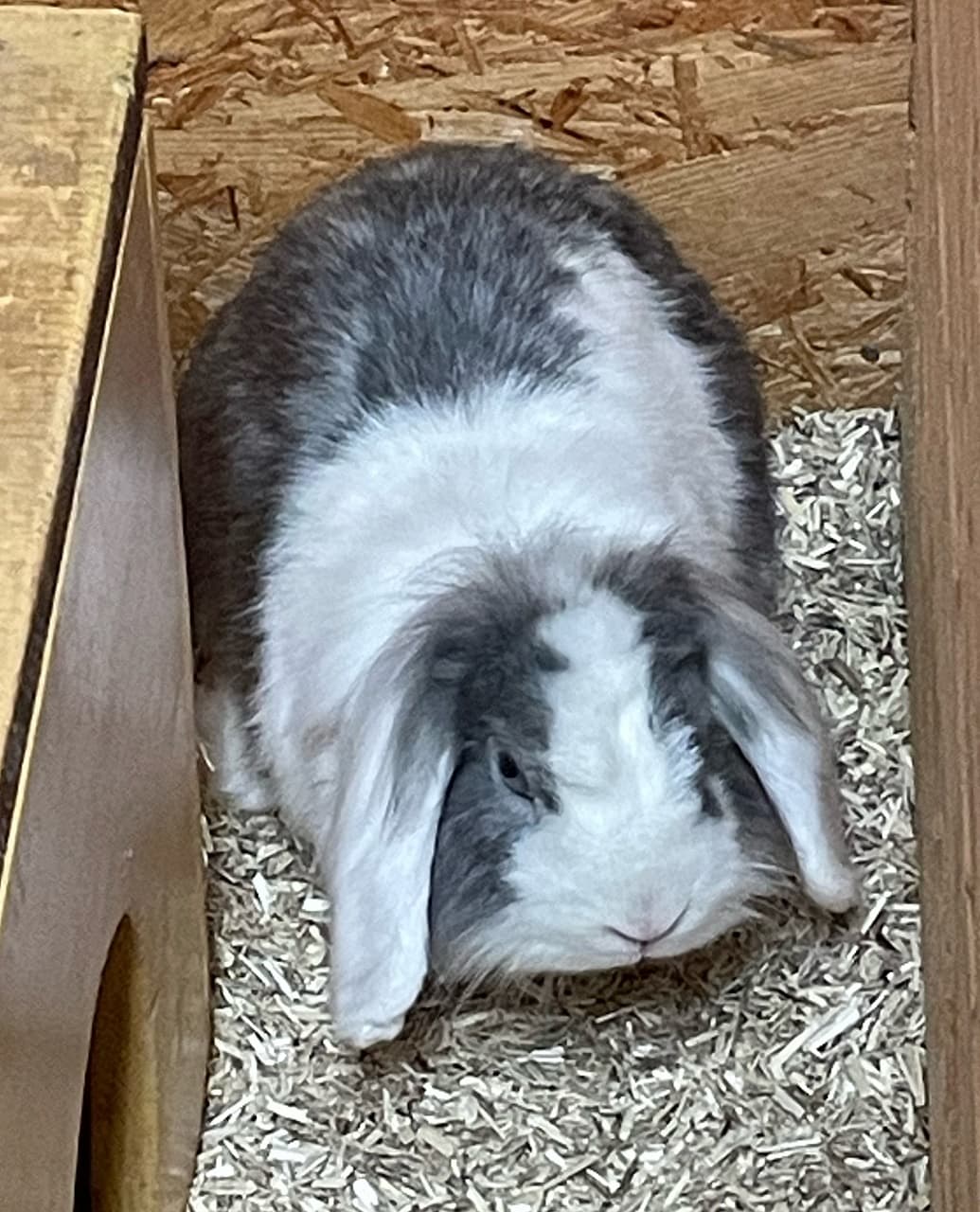 Foto von Liebe plüschige Ophelia