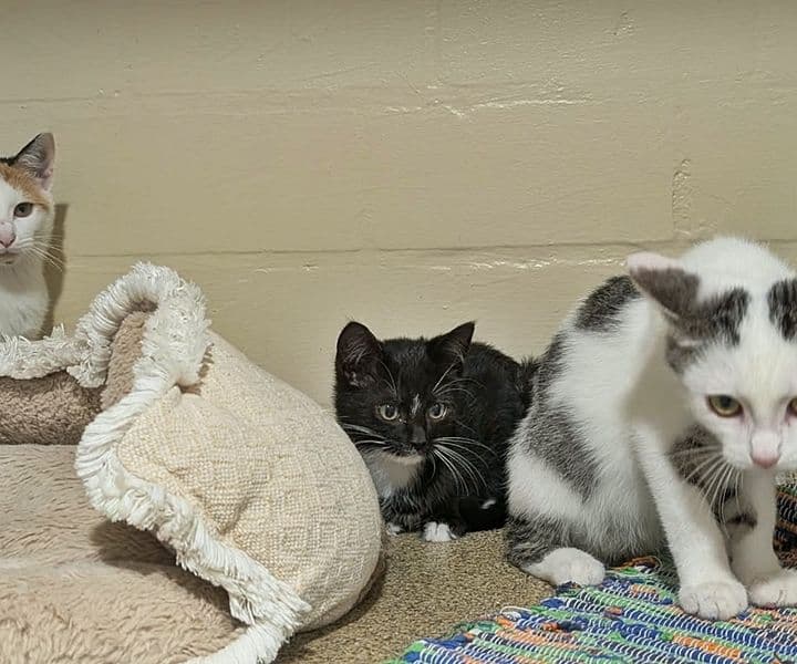 Patches, Speedy und Ruby 2