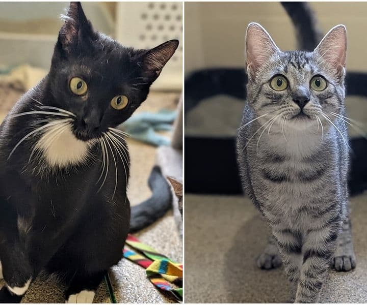 Foto von Patty und Piper sind Schwestern und ein eingespieltes Team (mit Video)