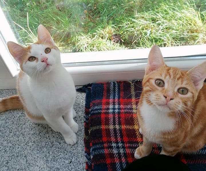 Foto von Patty und Pine